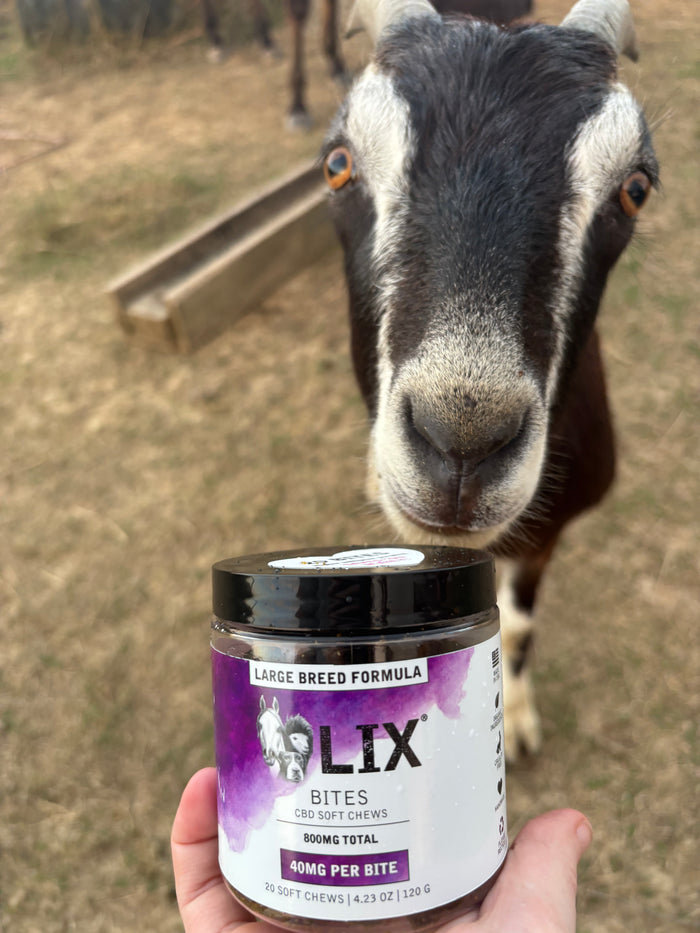 Goat enjoying LIX Large Breed Bites for Anxiety Mobility and Inflammation