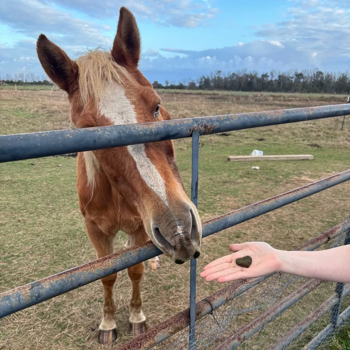 Senior Palomino Horse enjoying LIX Large Breed Bites for Anxiety Mobility and Inflammation