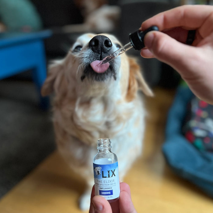 Golden Retreiver taking CBD oil elixir for anxiety and mobility support by LIX Pet Wellness