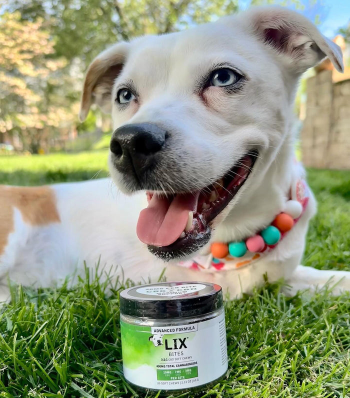 Penny, a tripod pit bull mix takes LIX Advanced Formula to help with anxiety and mobility