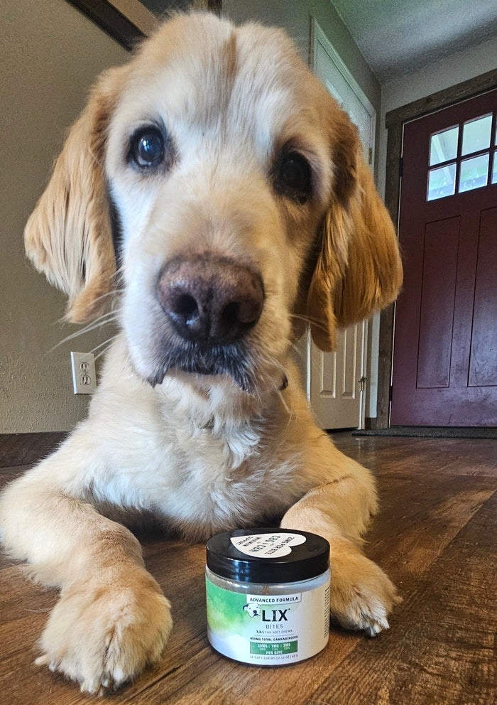 Senior Golden Retriever with LIX Advanced Formula BITES for Advanced Senior Support