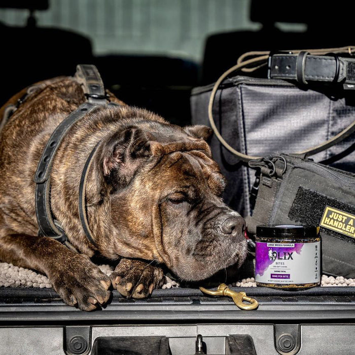 Cane Corso relaxing after working with LIX Large Breed Bites which help large dogs with Anxiety, Mobility and Inflammation