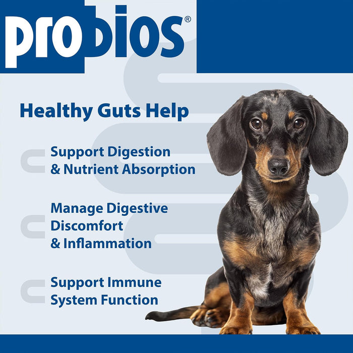 Chicken Dog Probios Daily Probiotic Supplement Small Dogs Flavor 120 Soft Chews