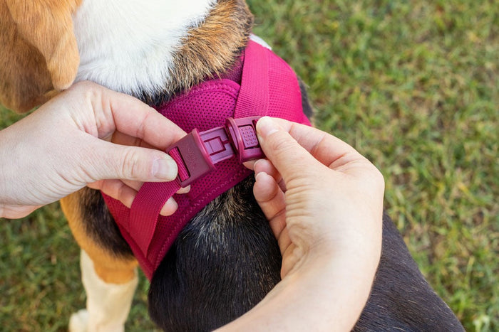 Dog Curli Air Mesh Clasp Black Vest Harness