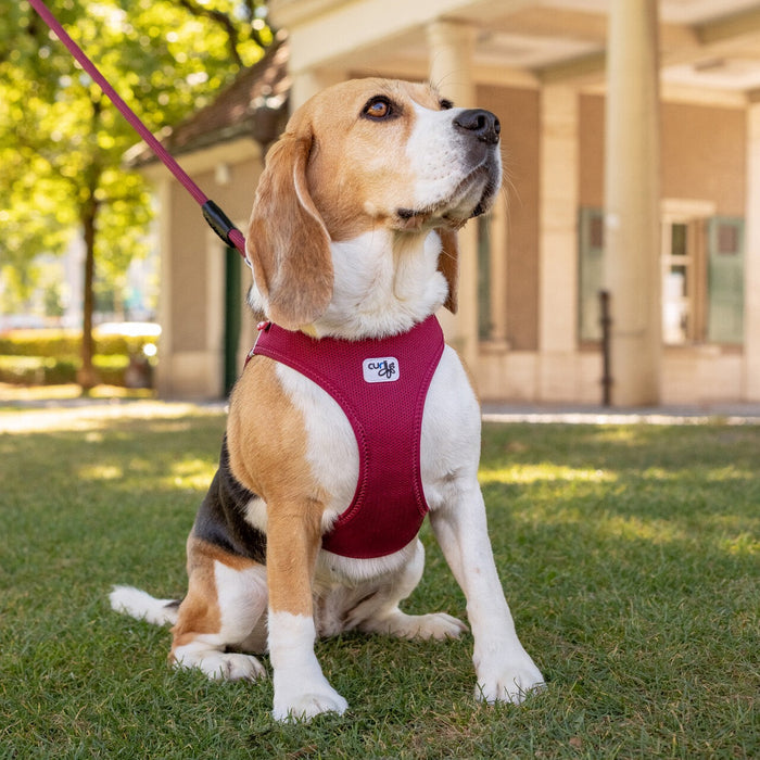 Dog Curli Air Mesh Clasp Moss Vest Harness