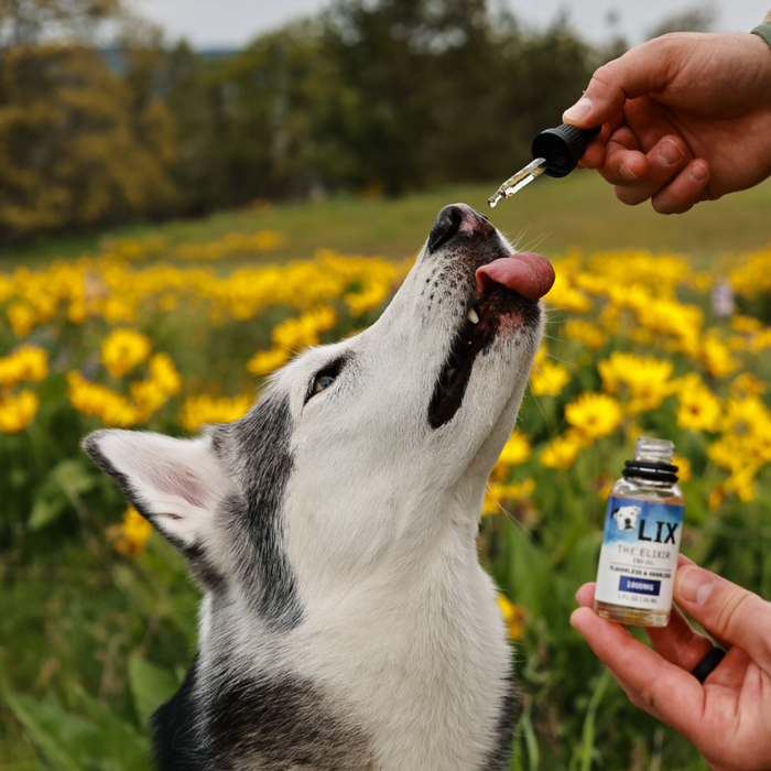 Husky takes a dose of LIX tasteless and odorless CBD straight from the bottle
