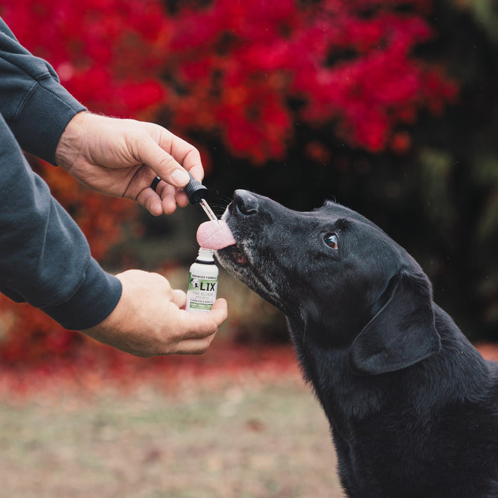 Senior Black Lab taking Advanced Formula straight from the dropper to improve anxiety, inflammation, cognition, appetite & mobility.