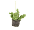 Felt Biodegradable Hanging Mini Plant : Bubble Succulent (Charcoal base with small, bubbled leaves)