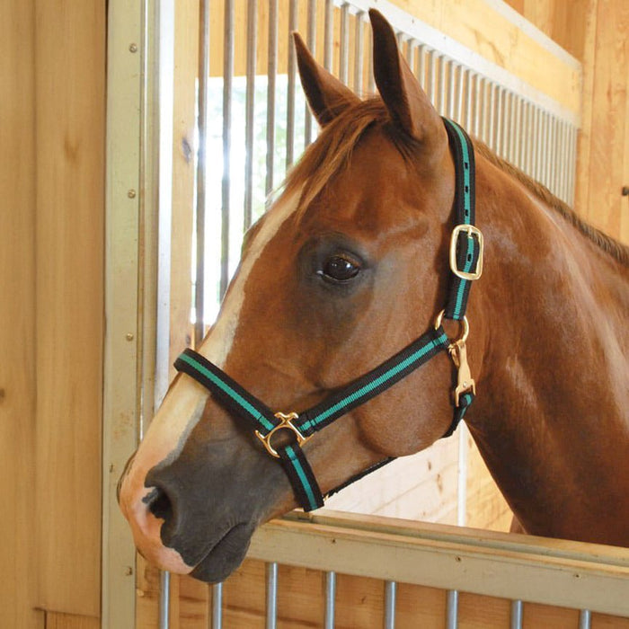 Horse Jeffers Padded Nylon Horse Halter Throat Snap