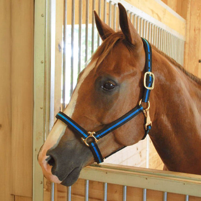 Horse Jeffers Padded Nylon Horse Halter Throat Snap