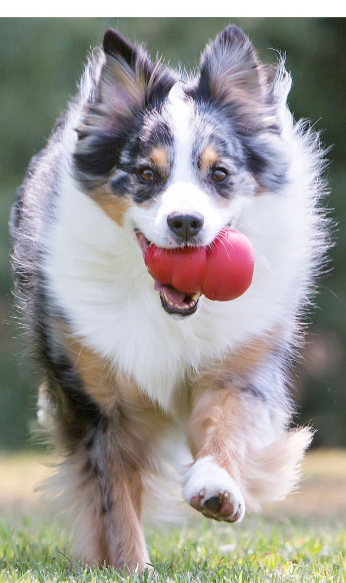 Instinct Dog Kong Classic Toy