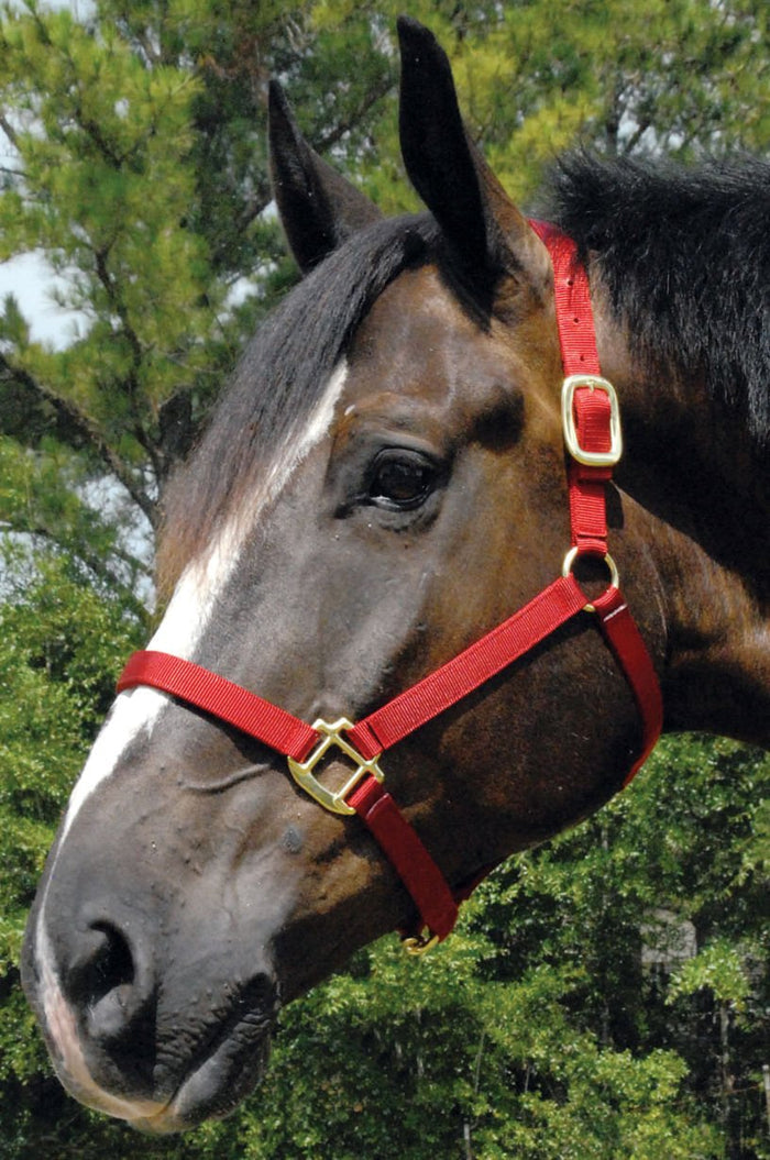 Jeffers Premium Nylon Weanling & Yearling Horse Halters, 3-Ply, 1"