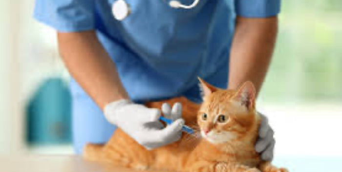 Kitten Vaccine Package 7-10 Weeks $45