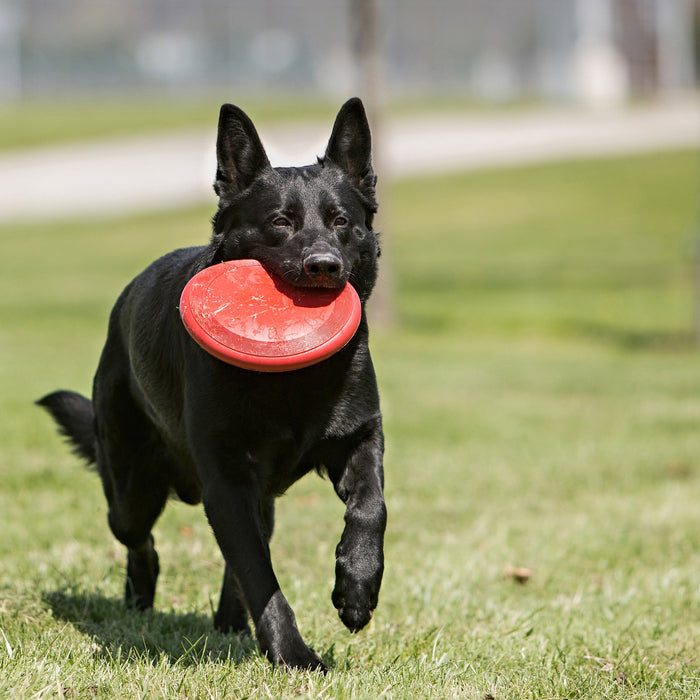KONG Red Rubber Flyer Dog Toy