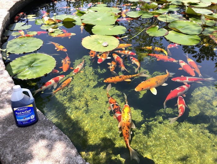 Kordon Pond Amquel Liquid 16oz - Complete Water Detoxifier for Fresh & Saltwater Aquariums