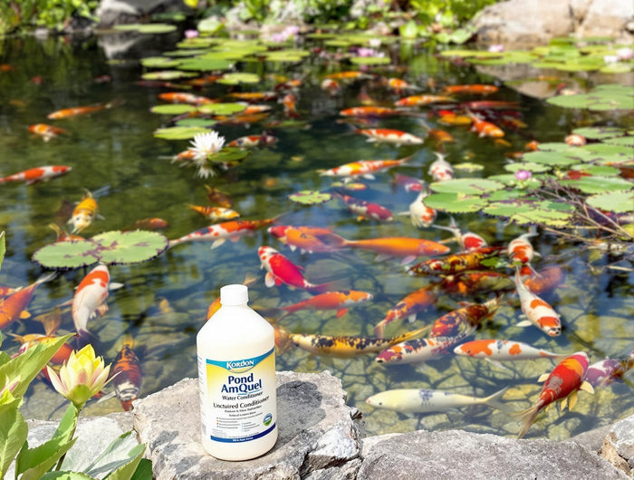 Kordon Pond Amquel Liquid 16oz - Complete Water Detoxifier for Fresh & Saltwater Aquariums
