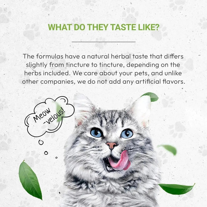 Lion's Digestion - Healthy Digestion Support in Cats