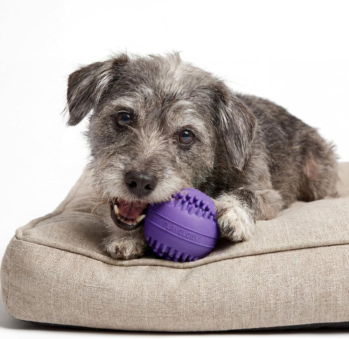 Playology Dental Chew Ball Toy for Senior Dogs Medium Pork Sausage 2-Pack