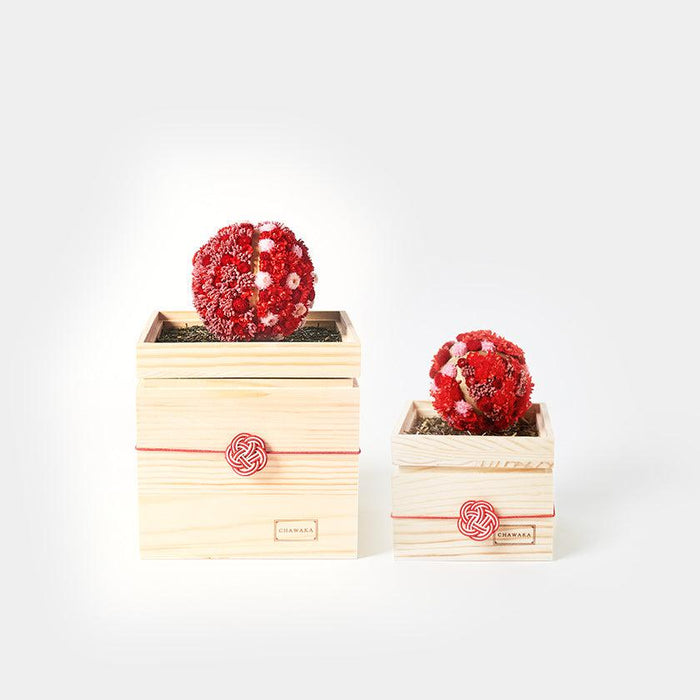 [PRESERVED FLOWER] CHAWAKA MARI RED PLUM | UJI TEA AND FLORAL DESIGN| CHAWAKA KYOTO UJI