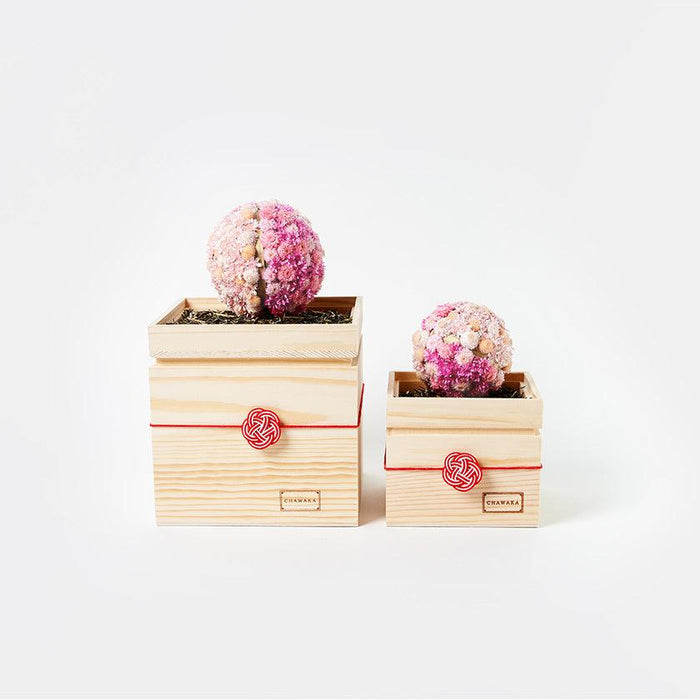 Preserved flower mari sakura diffuser in wooden box with mizuhiki knot, two sizes | CHAWAKA, Kyoto Uji