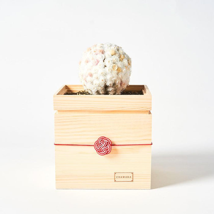 [PRESERVED FLOWER] CHAWAKA MARI WHITE PLUM | UJI TEA AND FLORAL DESIGN| CHAWAKA KYOTO UJI