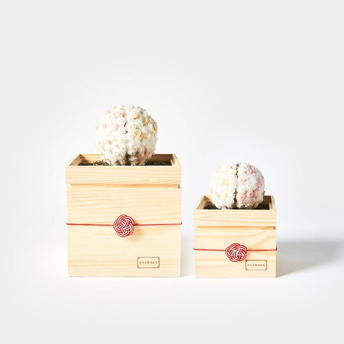 [PRESERVED FLOWER] CHAWAKA MARI WHITE PLUM | UJI TEA AND FLORAL DESIGN| CHAWAKA KYOTO UJI