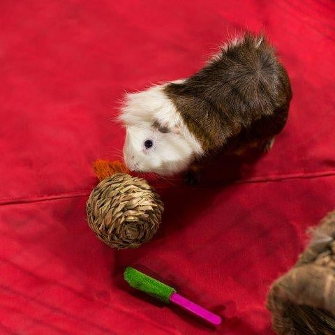 Prevue Pet Products Grassy Nibblers Squash Small Animal Chew Toy 2-Pack