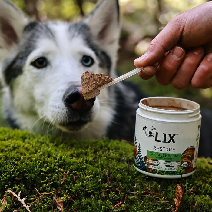 husky with restore mushroom meal topper mixed into dog food daily supplement
