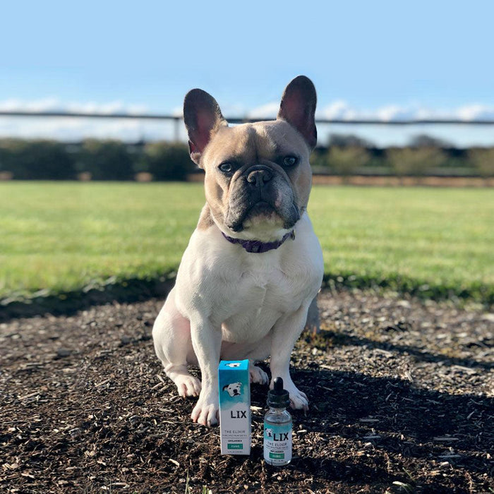 French Bulldog Frenchie beside LIX ELIXIR 250mg wellness oil for anxiety, inflammation & mobility