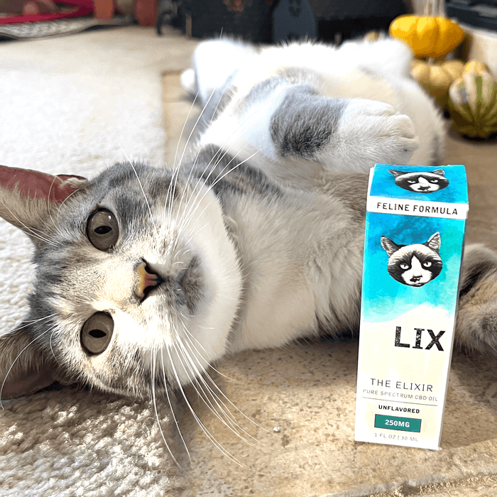 Cat beside LIX FELINE ELIXIR 250mg wellness oil for daily feline support