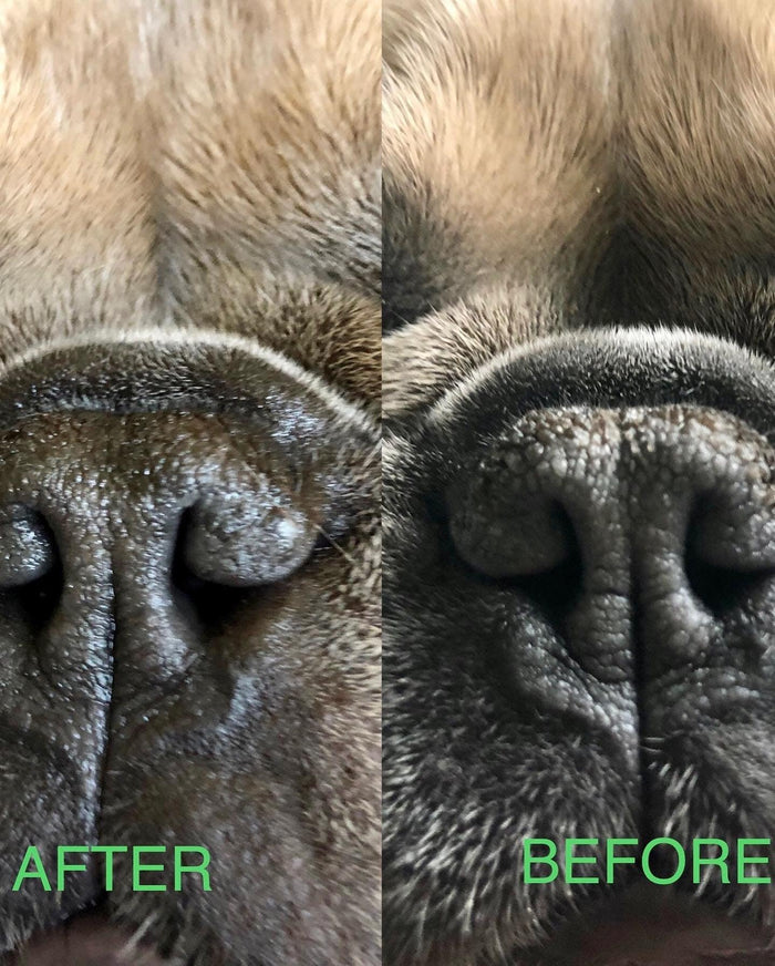 Before and after of dogs nose with LIX Healer Organic Healing Balm