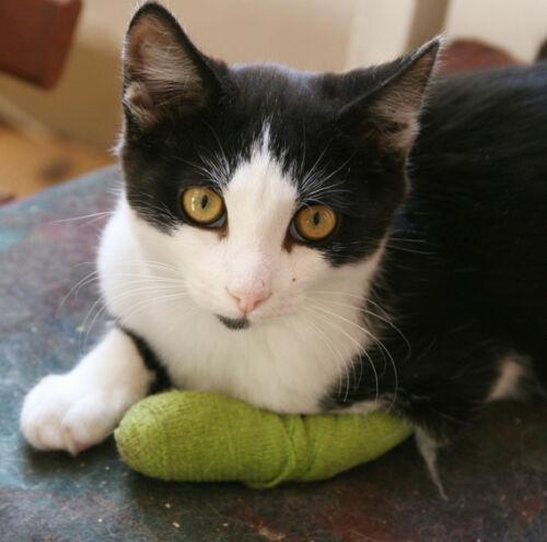Wrap-It-Up 4" Self Cohesive Flexible Bandages Pets Animals & Humans 18CT, Black Piccardmeds4pets.com
